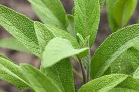 مریم گلی (بسته بندی 75 گرمی)